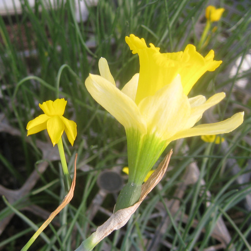 Narcissus jonquilla